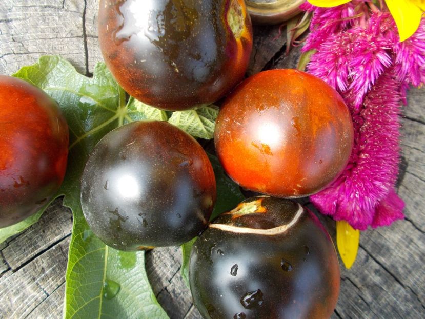  - SEMINTE ROSII - T 466 CASCADE VILLAGE BLUE