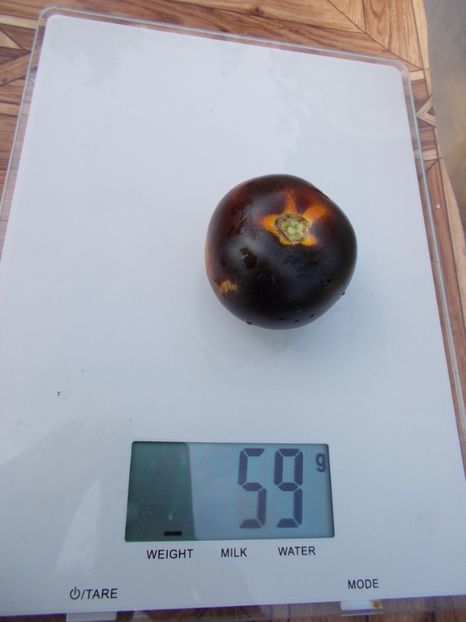  - SEMINTE ROSII - T 466 CASCADE VILLAGE BLUE