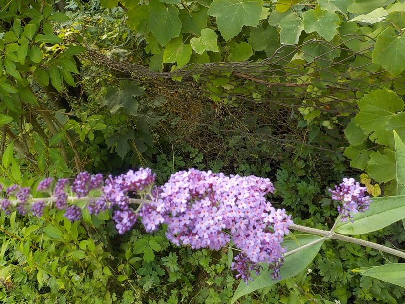  - liliac de vara 2019