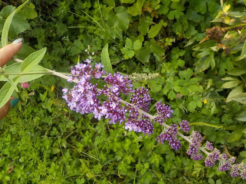  - liliac de vara 2019