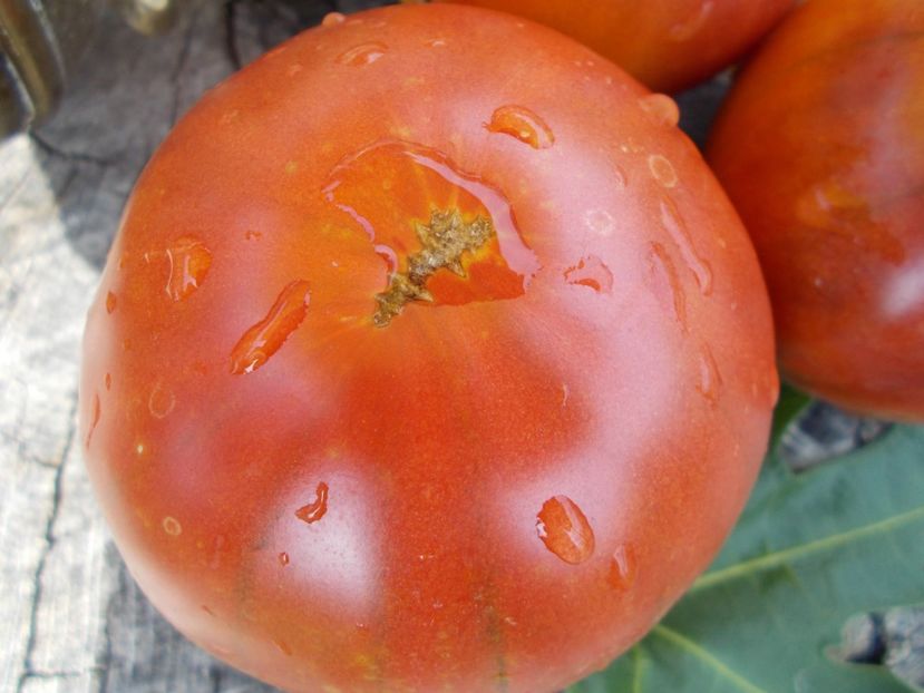  - SEMINTE ROSII - T 389 CHERNYSH