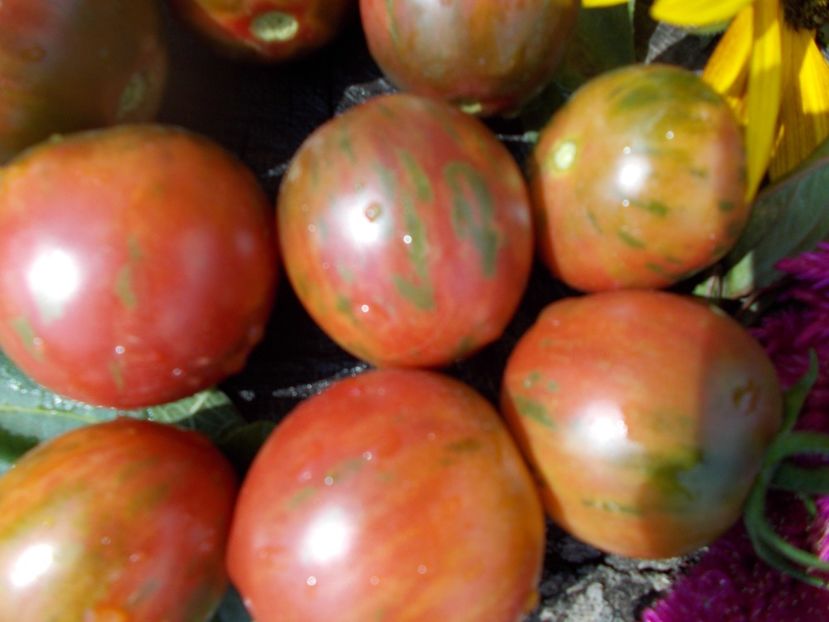  - SEMINTE ROSII - VIOLET JASPER