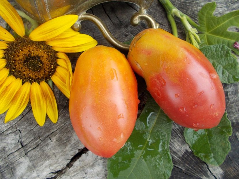  - SEMINTE ROSII - T 448 DONKEY S EARS