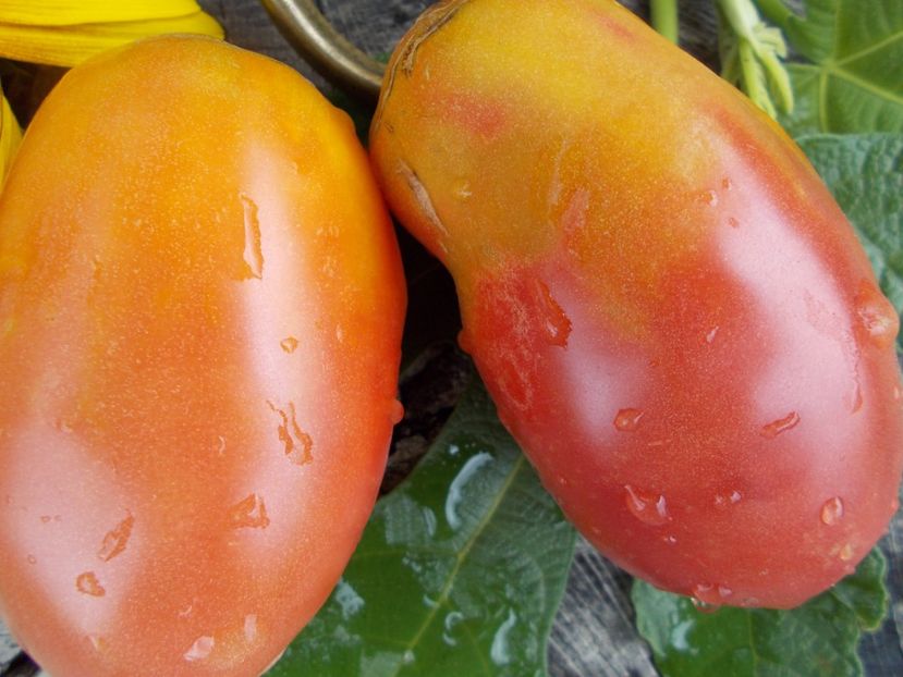  - SEMINTE ROSII - T 448 DONKEY S EARS