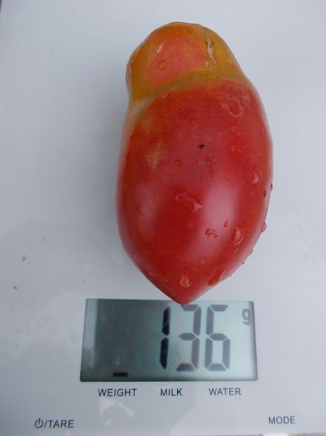  - SEMINTE ROSII - T 448 DONKEY S EARS