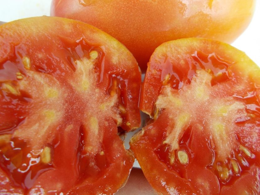  - SEMINTE ROSII - T 448 DONKEY S EARS