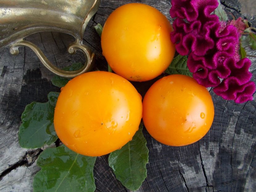  - SEMINTE ROSII - T 314 SINK S YELLOW TITS