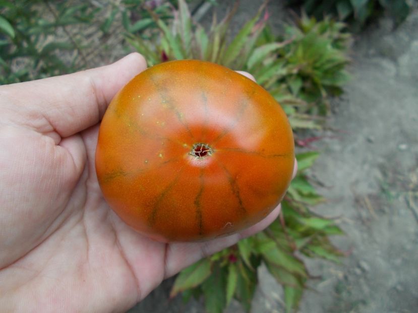  - SEMINTE ROSII - T 301 SPUTNIK