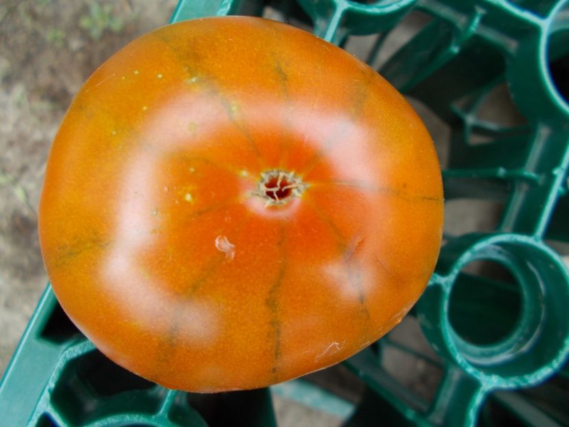  - SEMINTE ROSII - T 301 SPUTNIK