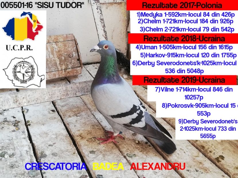Sisu Tudor-005501-16 - 2019-CEI MAI BUNI PORUMBEI AI CRESCATORIEI BADEA ALEXANDRU-FOND-MARATON