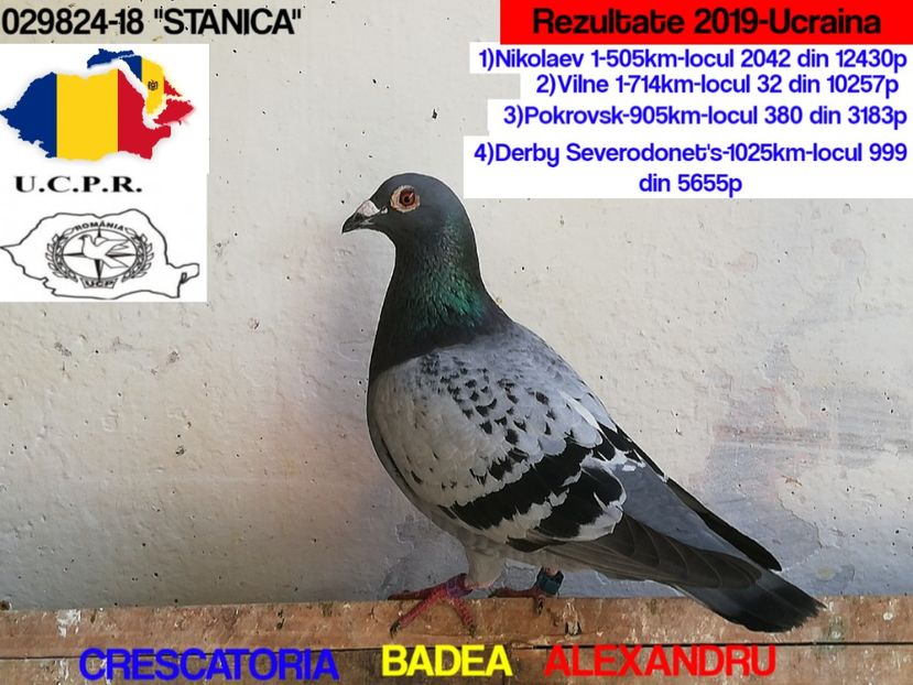 Stanica-029824-18 - 2019-CEI MAI BUNI PORUMBEI AI CRESCATORIEI BADEA ALEXANDRU-FOND-MARATON