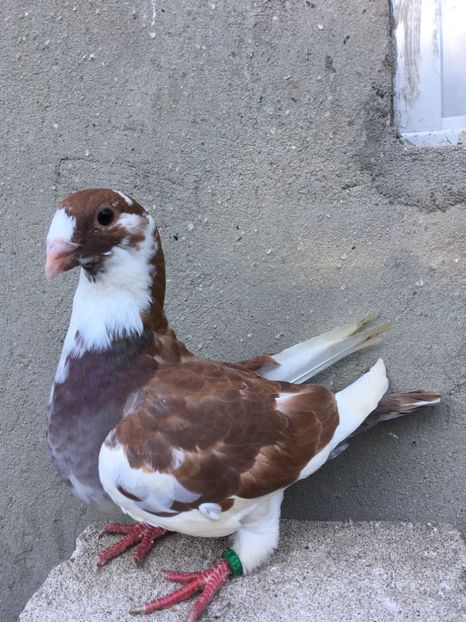 3770D911-A83A-4853-9DBC-F117E3857B9D - Pui g homer 2019