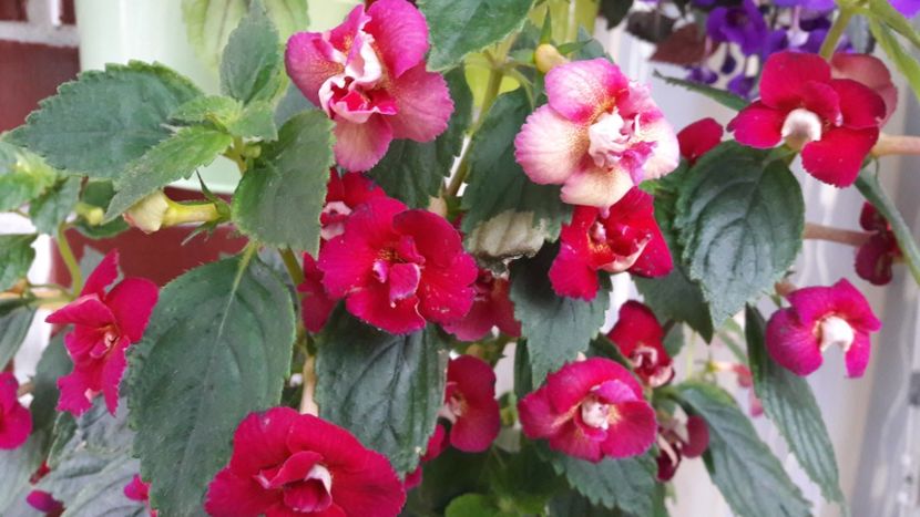  - 10 Achimenes 2019