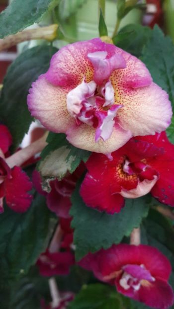  - 10 Achimenes 2019
