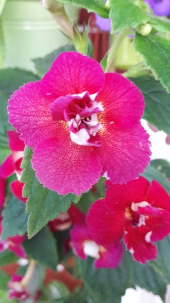  - 10 Achimenes 2019