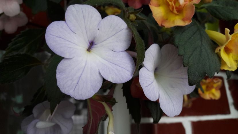  - 10 Achimenes 2019