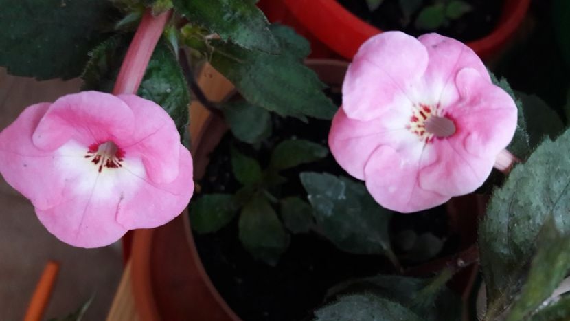  - 10 Achimenes 2019