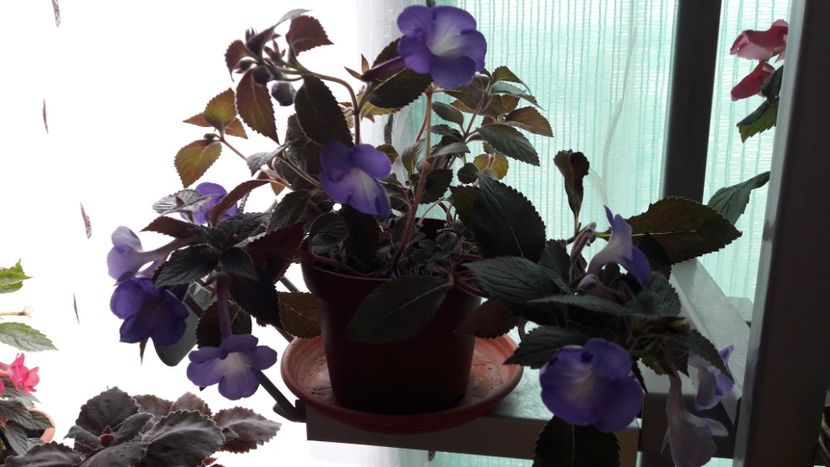  - 10 Achimenes 2019