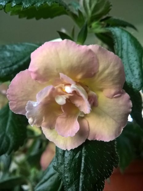  - Yellow English Rose