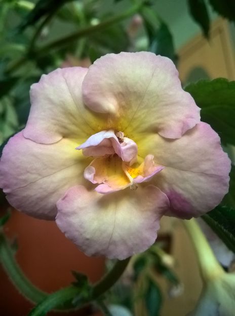  - Yellow English Rose