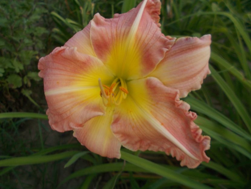  - Hemerocallis 2019