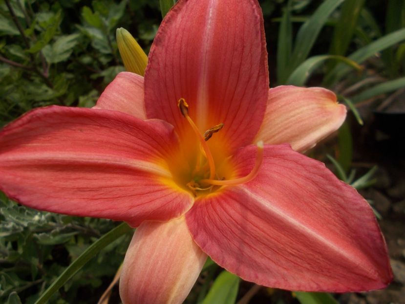  - Hemerocallis 2019