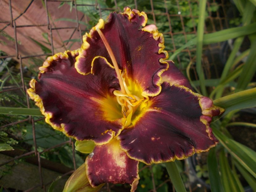  - Hemerocallis 2019