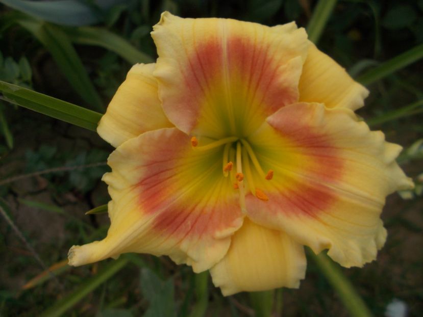  - Hemerocallis 2019