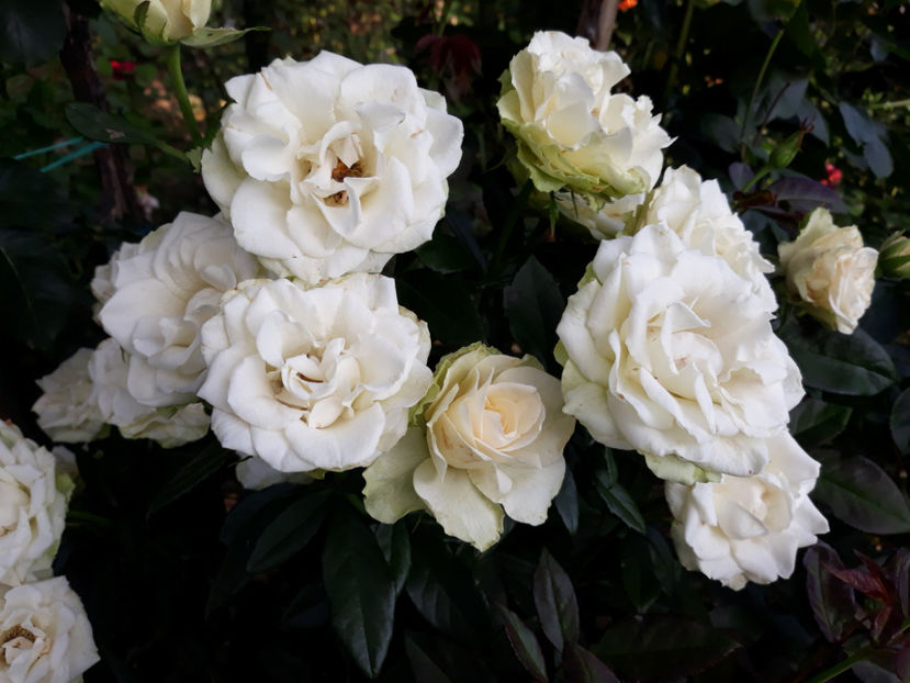  - GREENSLEEVES Harkness 3