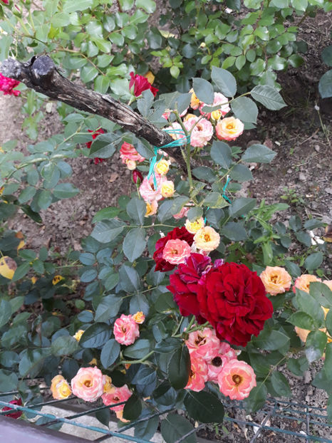  - DEEP IMPRESSION Tantau 2