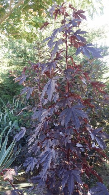  - curtea cu toate cele 2019