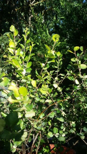  - curtea cu toate cele 2019