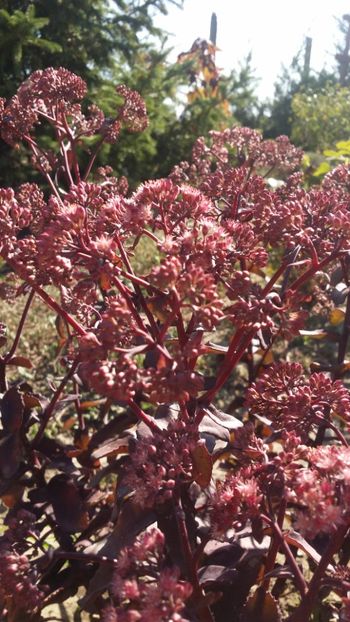  - curtea cu toate cele 2019