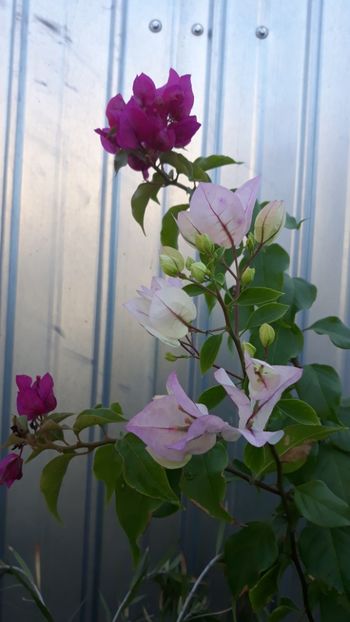  - Bougainvillea 2019-2020