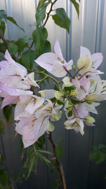  - Bougainvillea 2019-2020