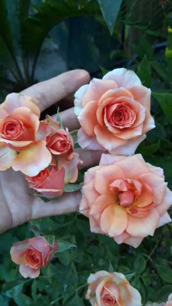  - Rose 2019