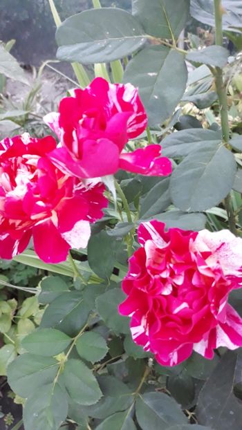  - Rose 2019