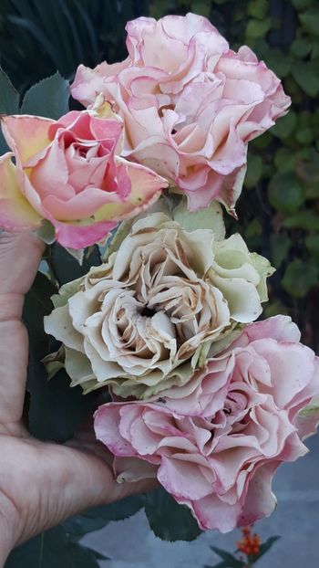  - Rose 2019