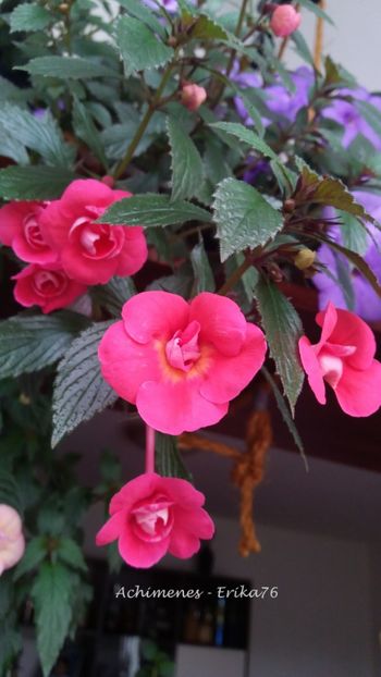 2019 - Etienne Anderson