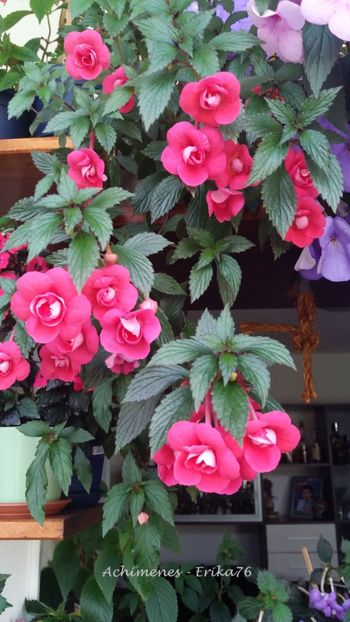 de 2-3 ani il las sa creasca cum vrea - Etienne Anderson