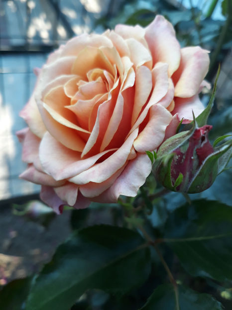  - CHERRY BRANDY TH 3