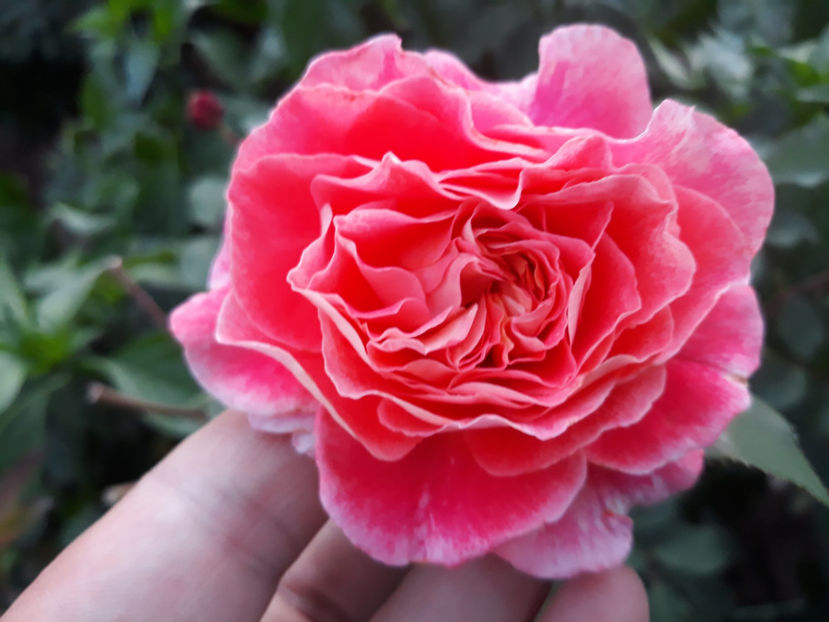  - JEF L ARTISTE Massad 3