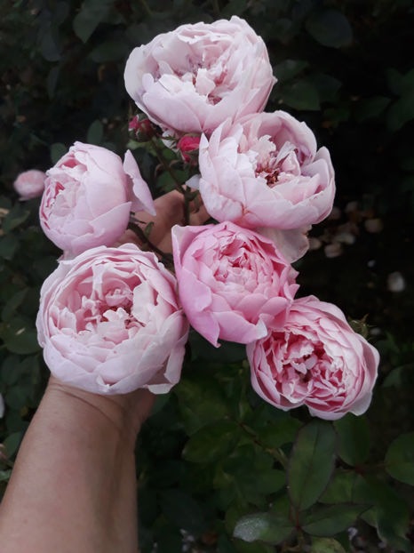  - THE ALNWICK ROSE David Austin 3