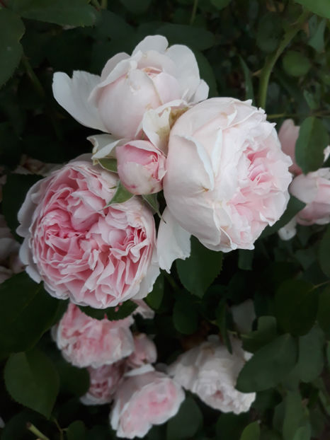  - ST SWITHUN David Austin 3