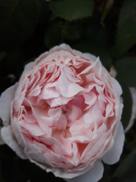  - ST SWITHUN David Austin 3