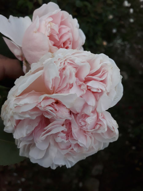  - ST SWITHUN David Austin 3