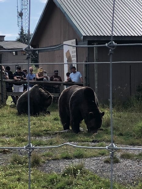 Grouse Mountain 13.08.2019 Grizzly bear - CANADA august 2019
