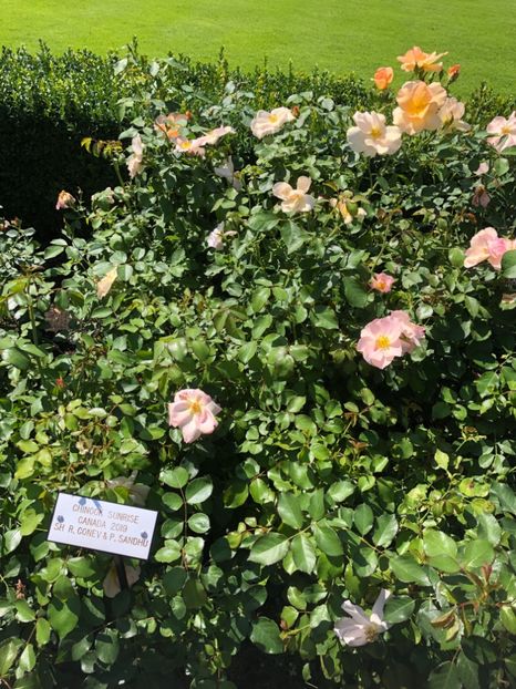 14.08.2019 Butchart Garden - CANADA august 2019