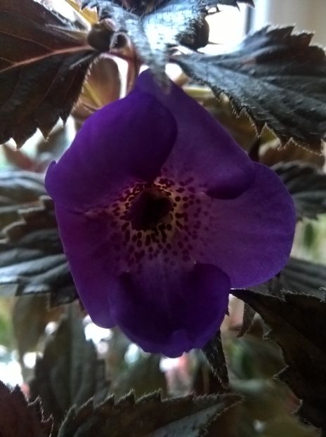 Fluffy Wambler - Achimenes si Achimenantha 2019