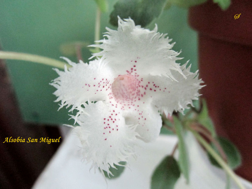 Alsobia San Miguel(15-08-2019) - Gesneriaceae 2019